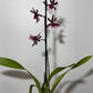 Orhideja Cambria 10 SMARŽO! - www.augi-plants.lv