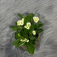Euphorbia Milii White - www.augi-plants.lv