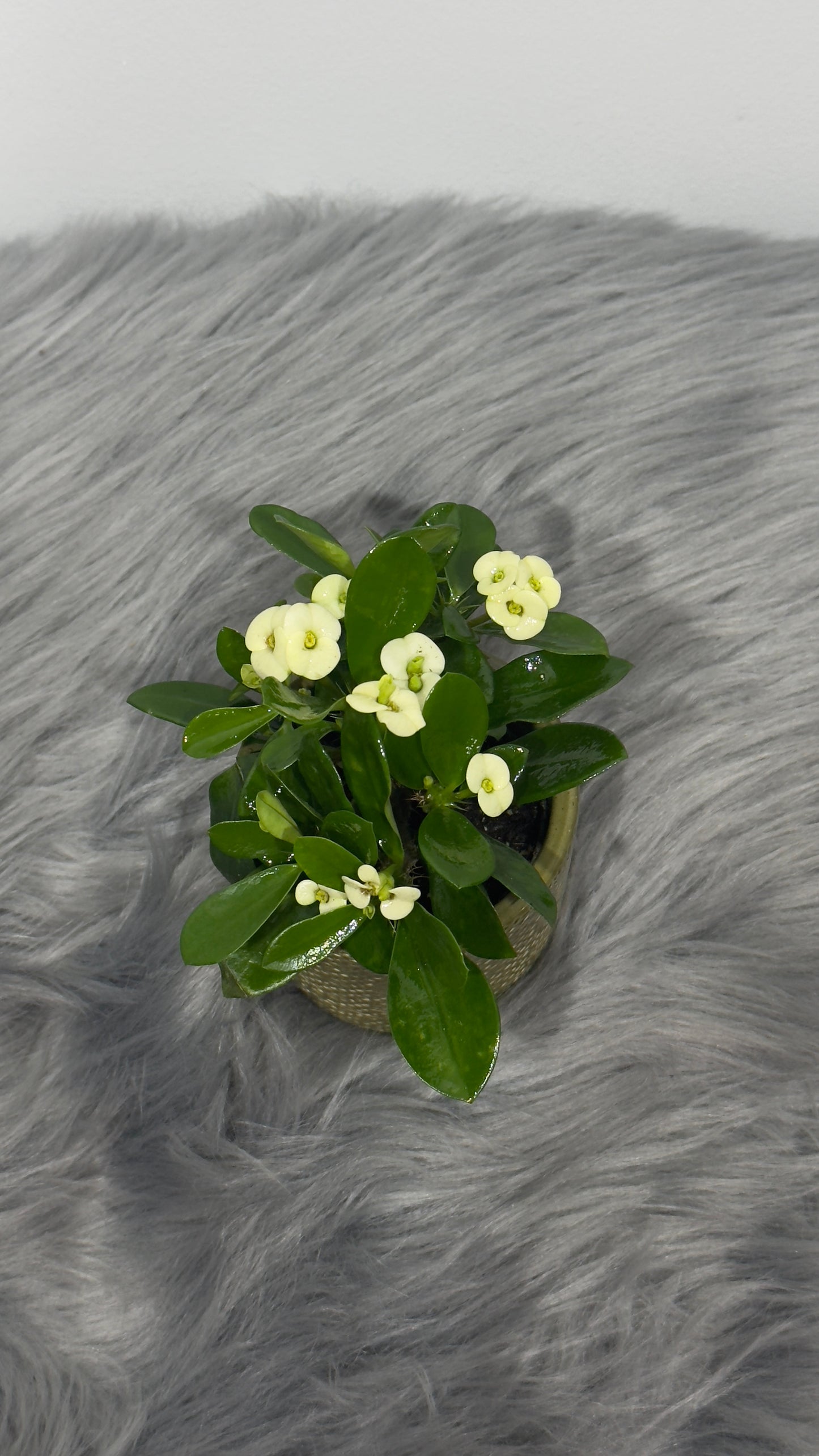 Euphorbia Milii White - www.augi-plants.lv