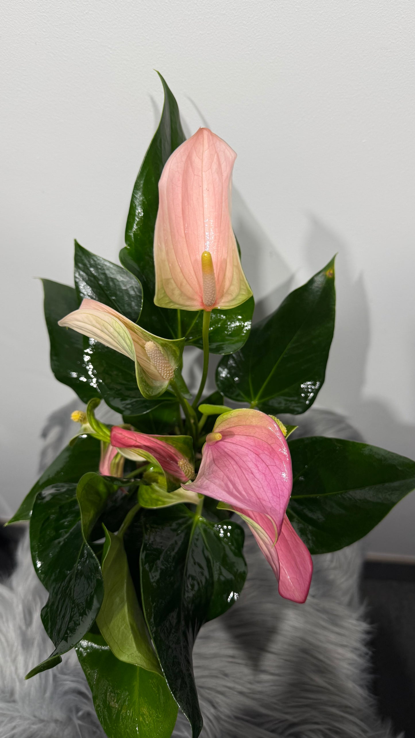 Anthurium Pink
