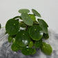 Pilea Peperomoides - www.augi-plants.lv