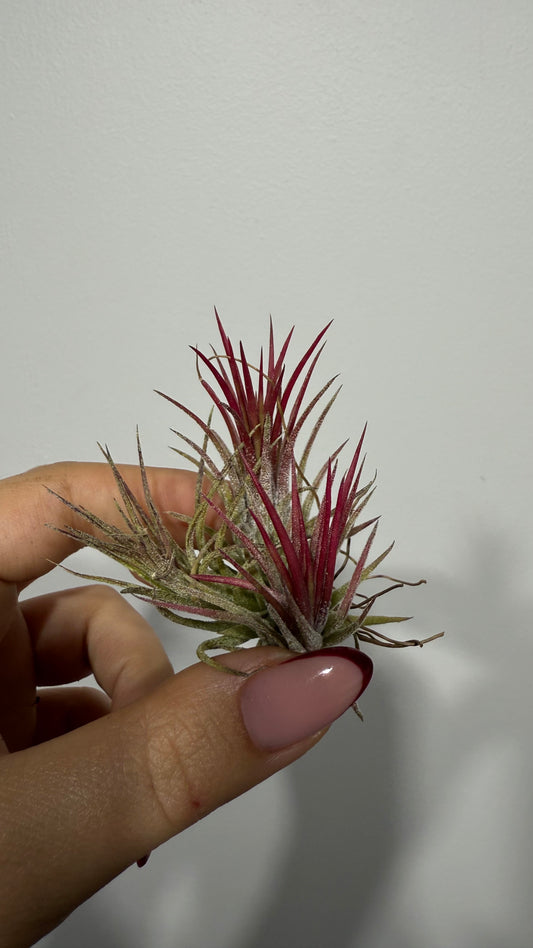 Tillandsia Air plant 2
