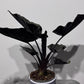 Alocasia Antoro Velvet