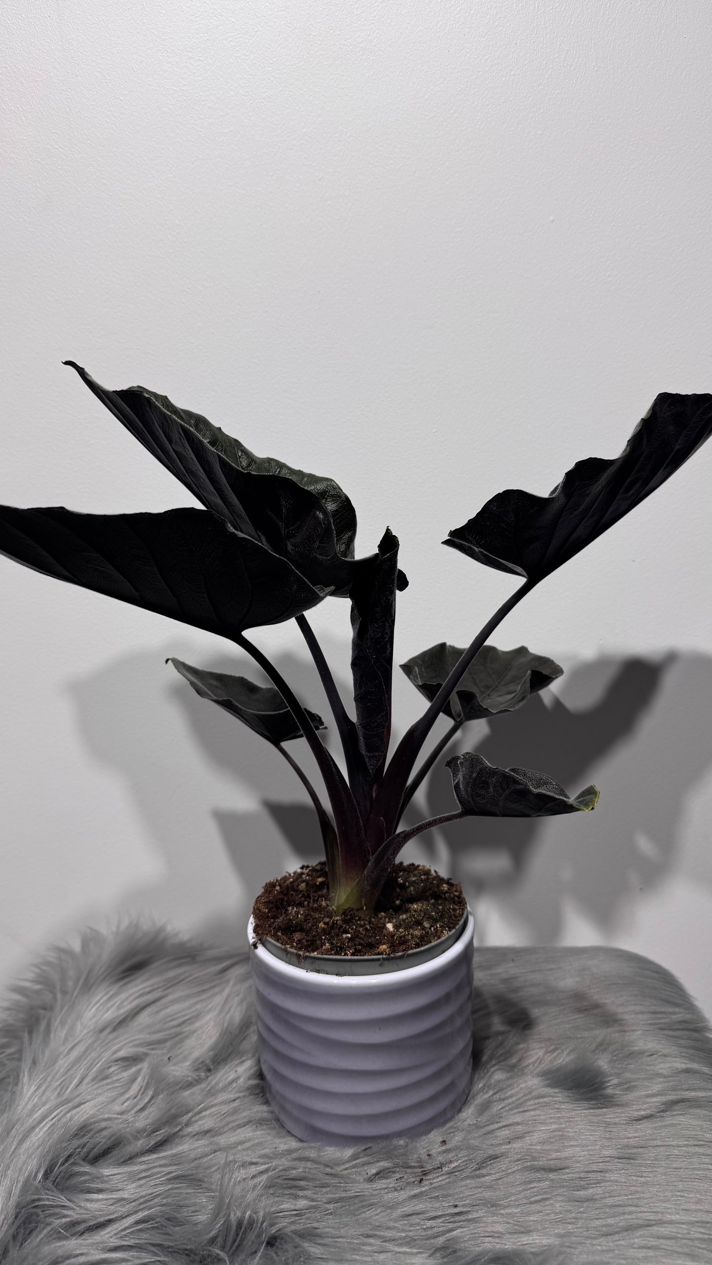 Alocasia Antoro Velvet