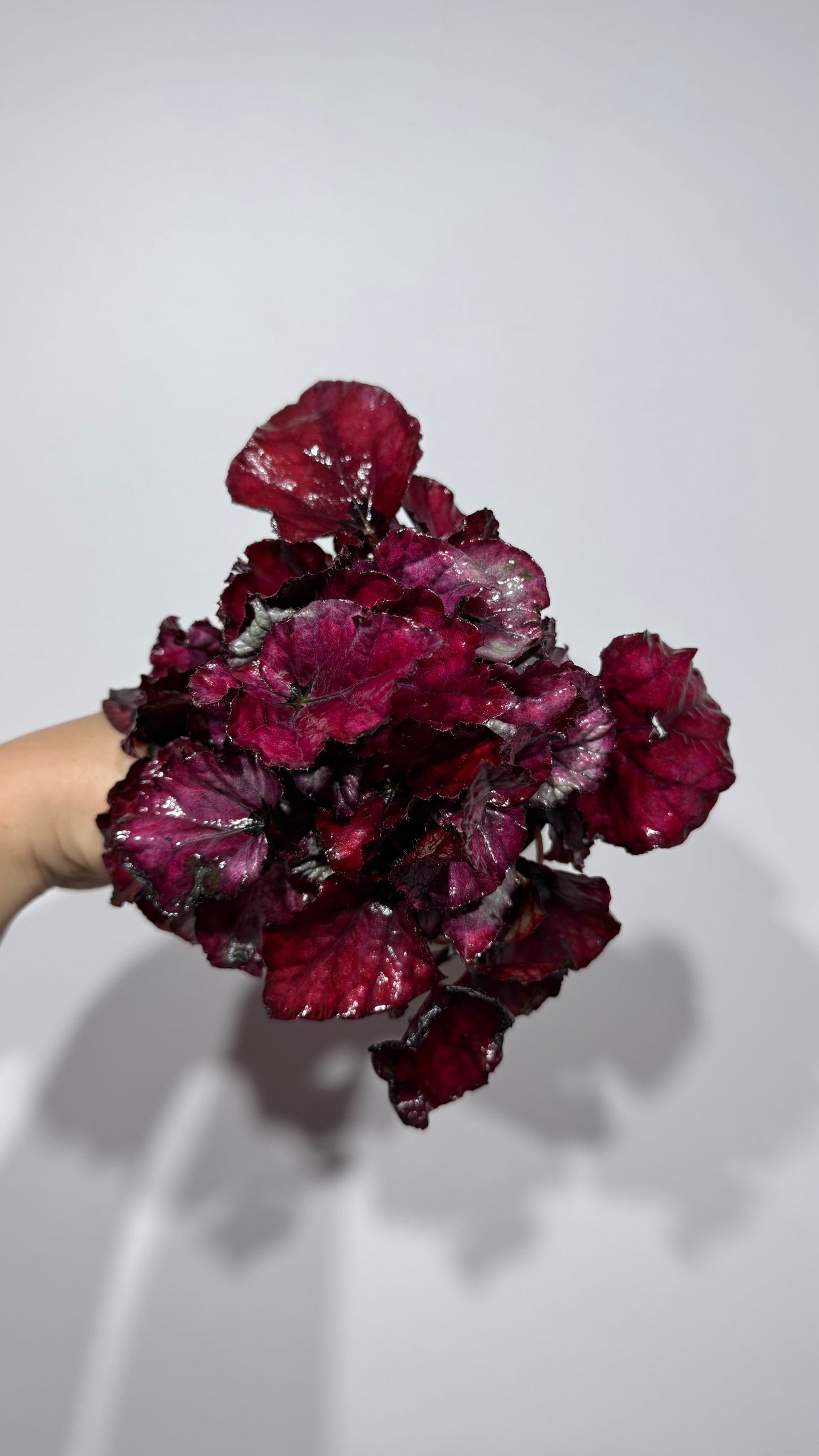 Begonia Rex 3