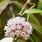 Hoya verticillata Wayang Splash