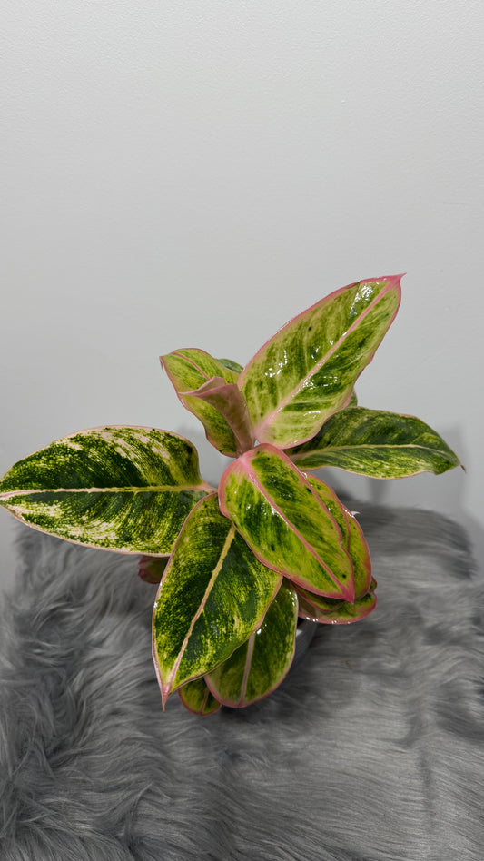 Aglaonema 13