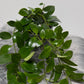 Aeschynanthus Mona Lisa/ Lipstick plant
