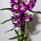 Orhideja Dendrobium Nobile