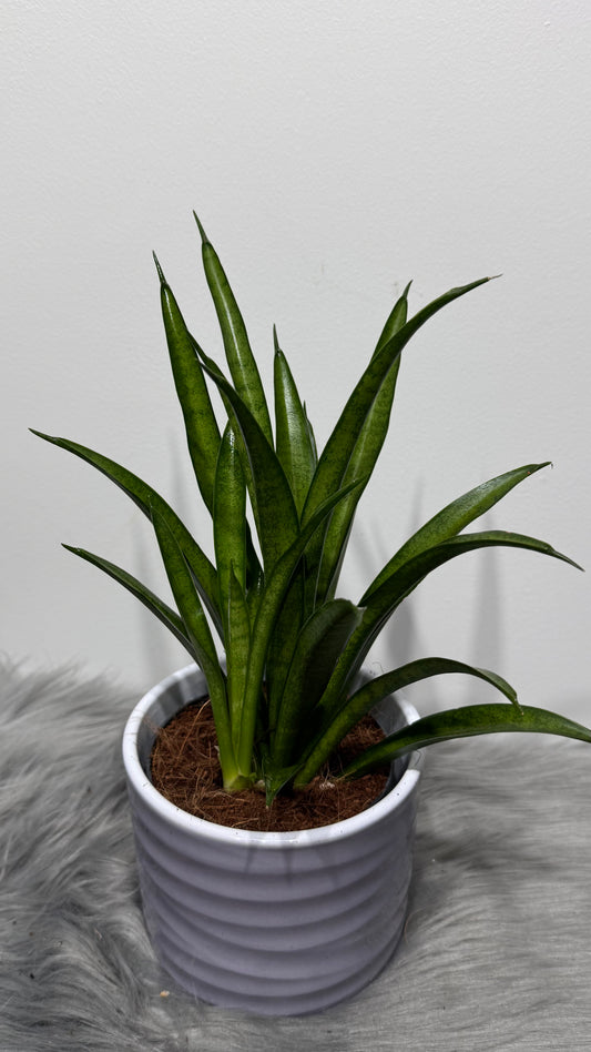 Sansevieria 4