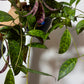Aeschynanthus Marmoratus - www.augi-plants.lv