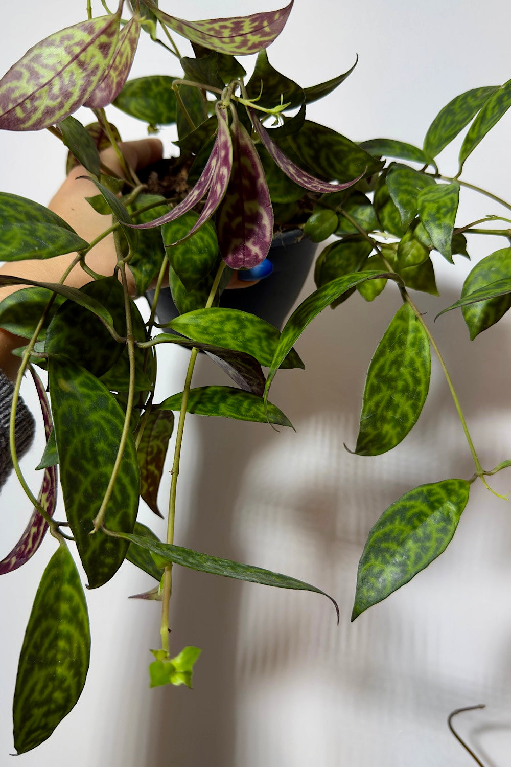 Aeschynanthus Marmoratus - www.augi-plants.lv