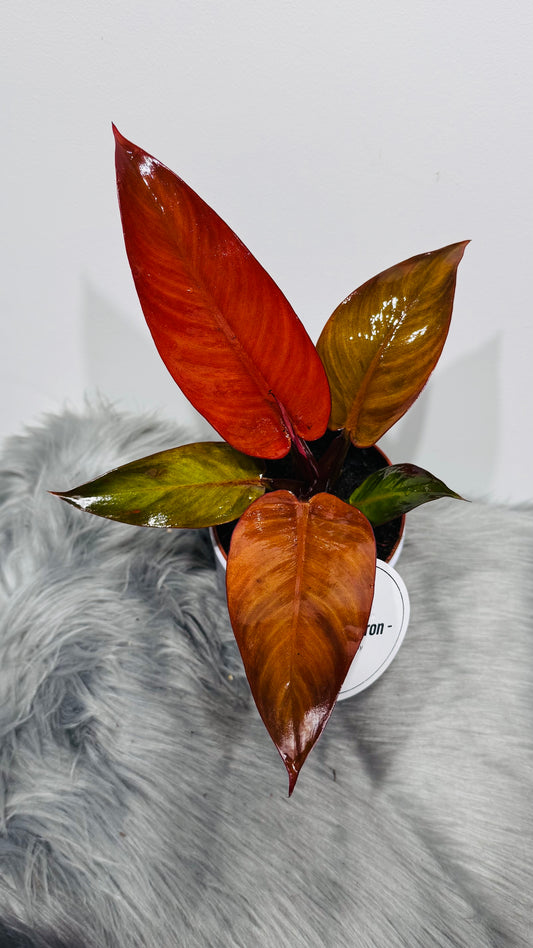 Philodendron 1
