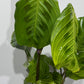 Maranta Fantasy