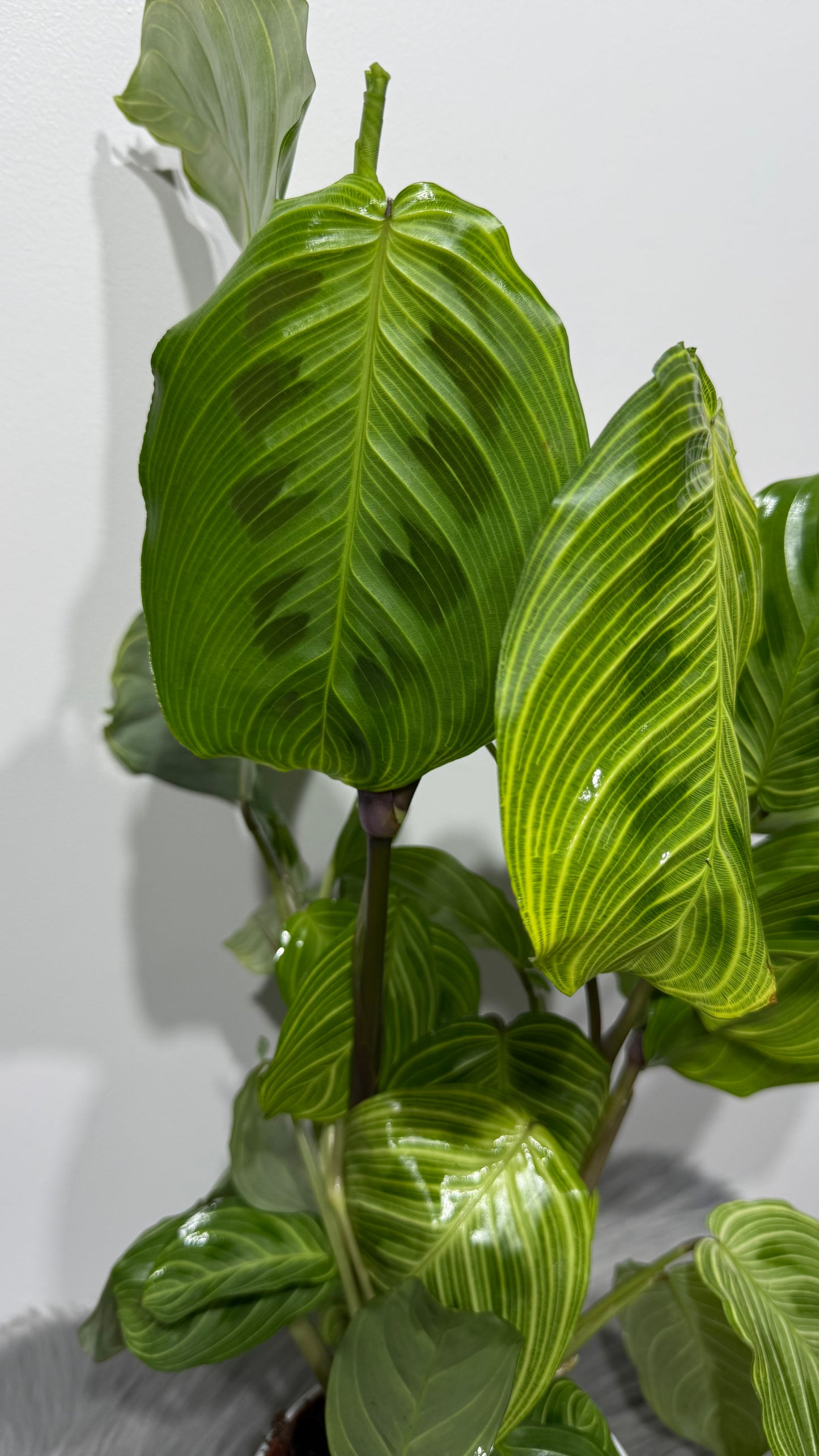 Maranta Fantasy