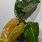 Philodendron Summer Glory
