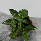 Hoya Crassipetiolata Splash