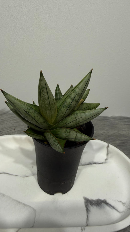 Sansevieria 4