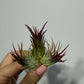 Tillandsia Air plant 4