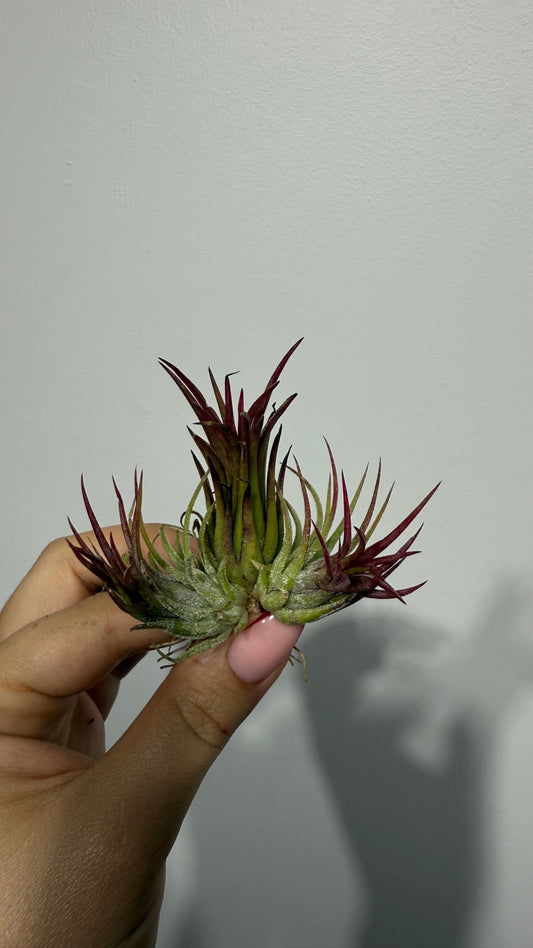 Tillandsia Air plant 4