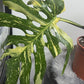 Monstera Thai Constellation 4