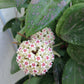 Hoya wibergiae