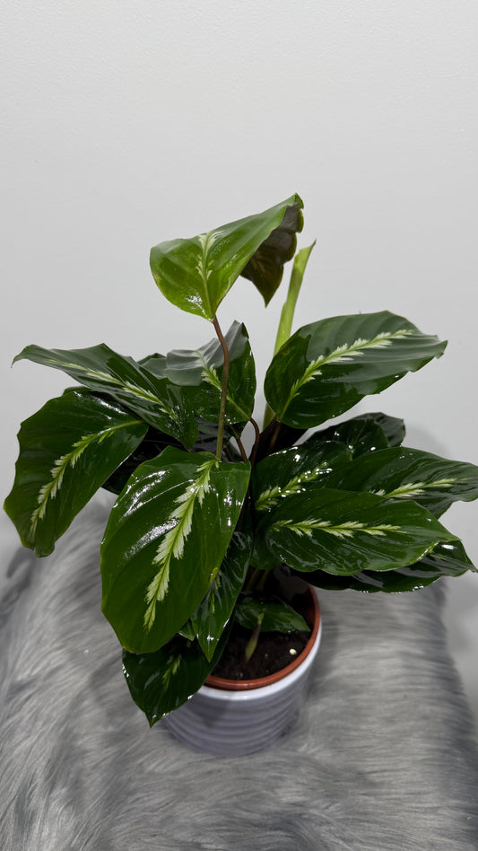 Calathea 4