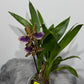 Orhideja Zygopetalum Louisendorf 2 SMARŽO!