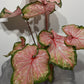 Caladium Chinook