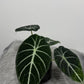 Alocasia Ninja