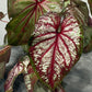 Caladium 5