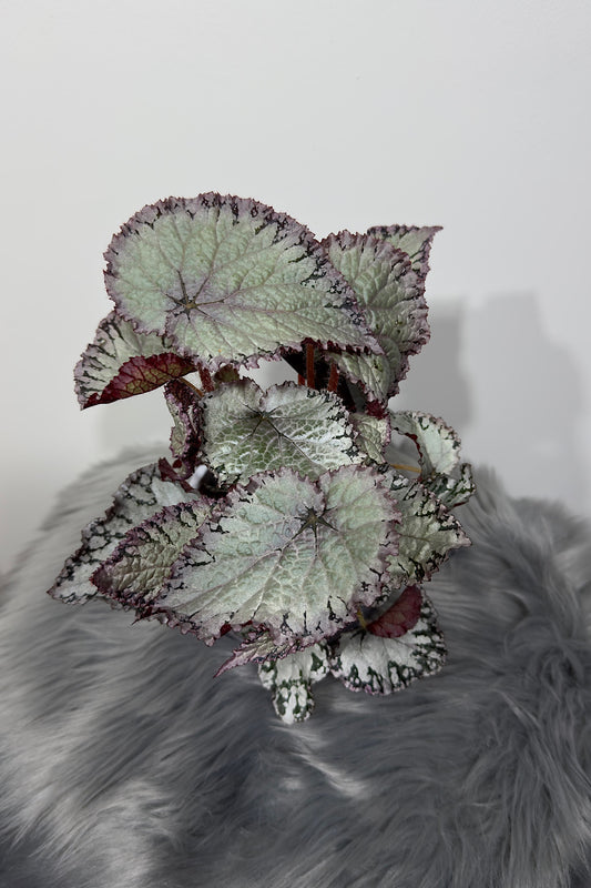 Begonia Rex 1