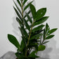 Zamioculcas zamiifolia
