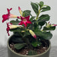 Adenium obesum Anouk