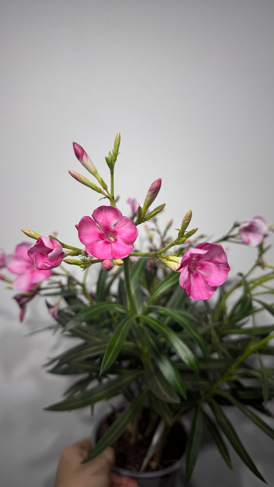 Oleander