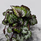 Begonia Bastella