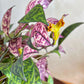 Aeschynanthus Marmoratus - www.augi-plants.lv
