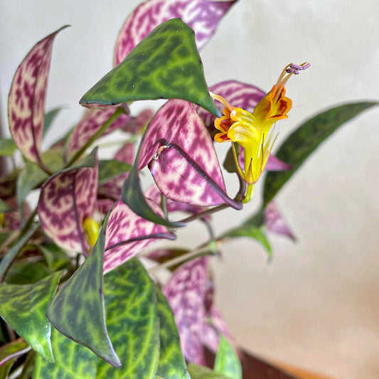 Aeschynanthus Marmoratus - www.augi-plants.lv