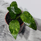 Hoya sp Aceh
