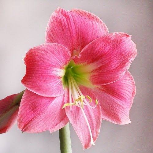 Hippeastrum Amalfi