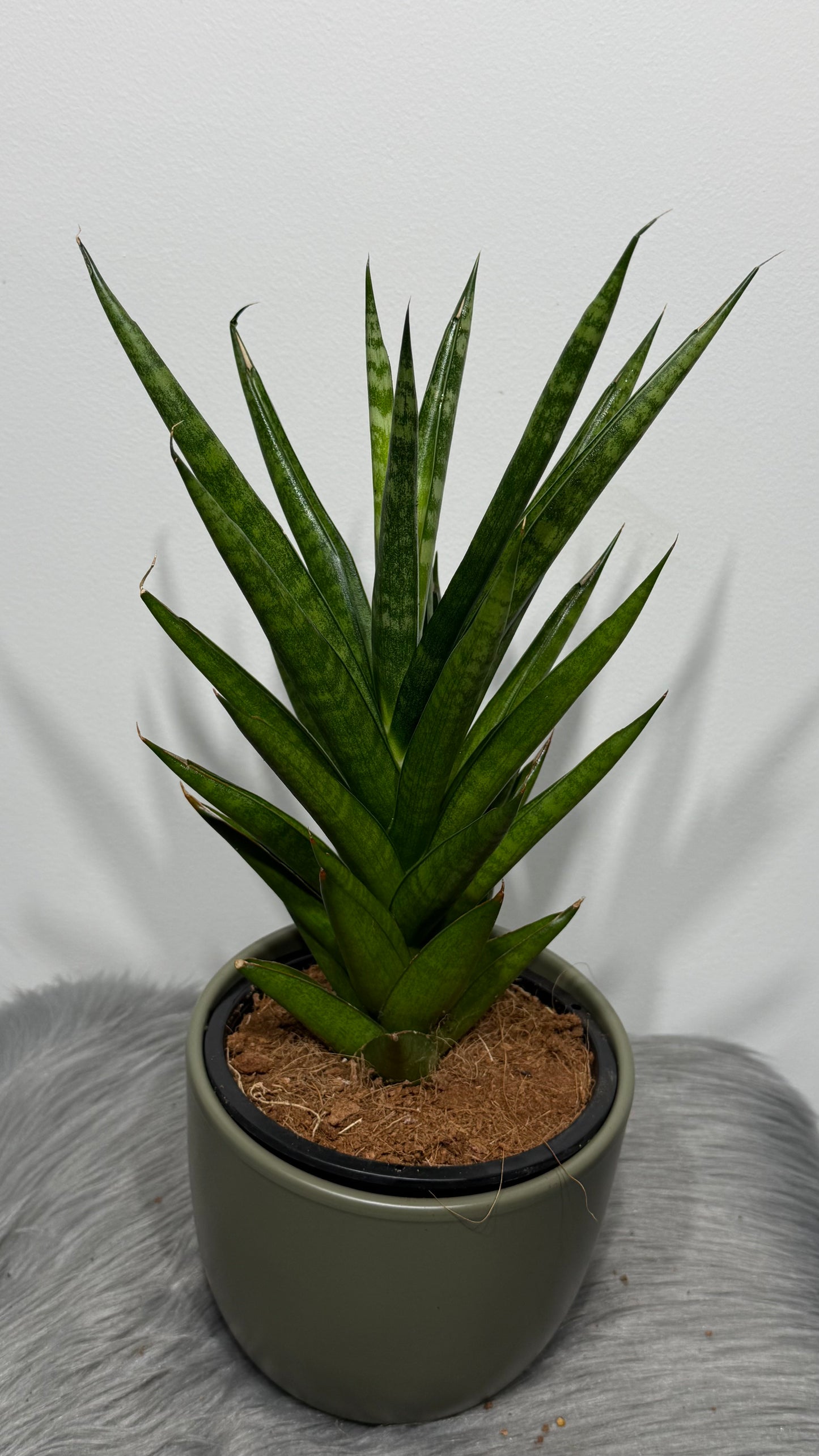 Sansevieria 4