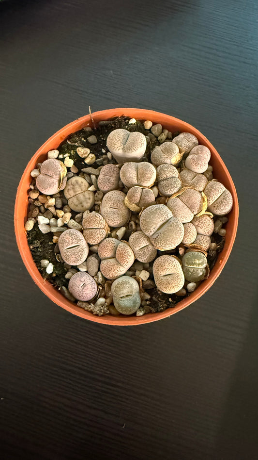 Lithops 2