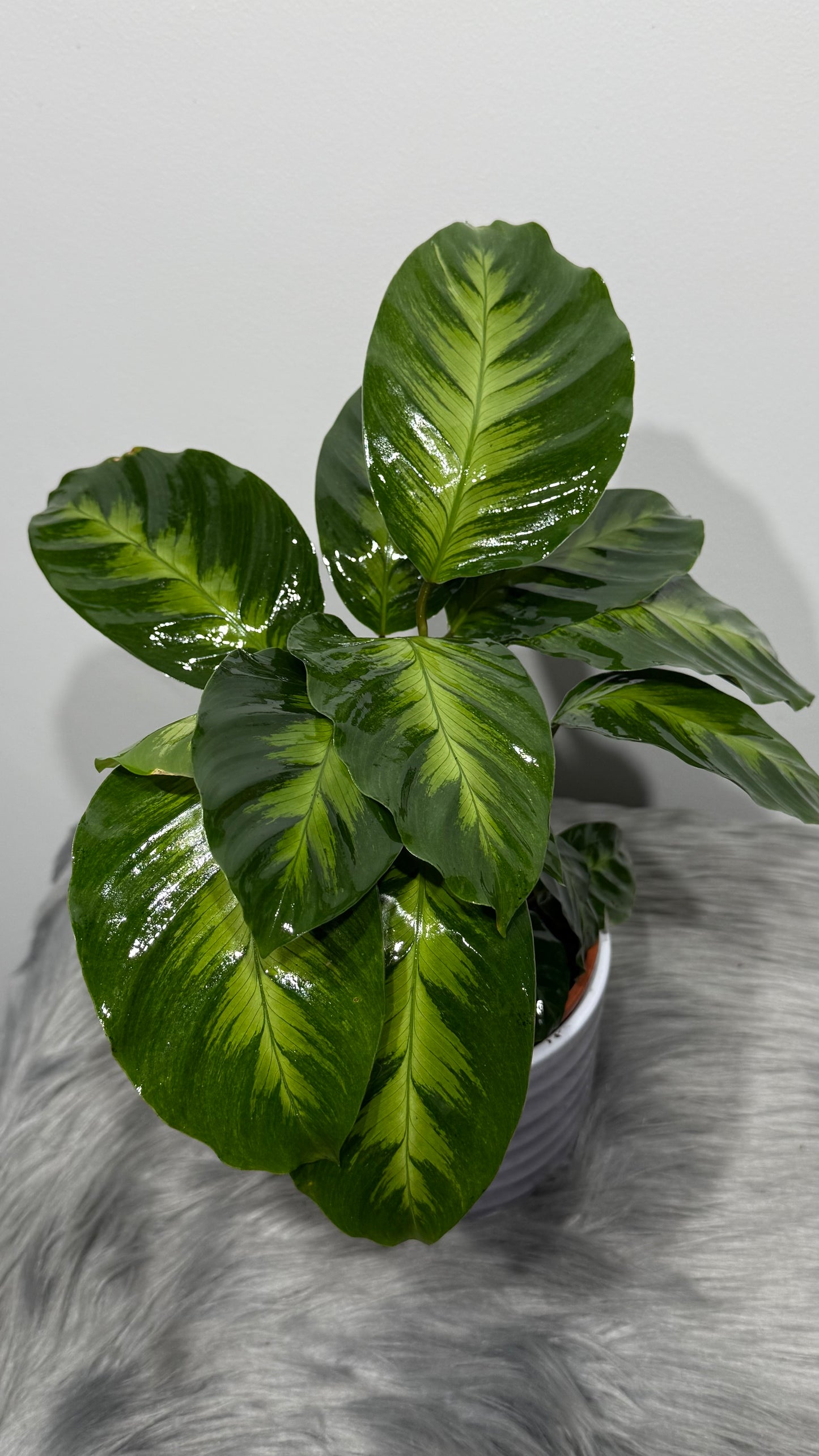 Calathea 1