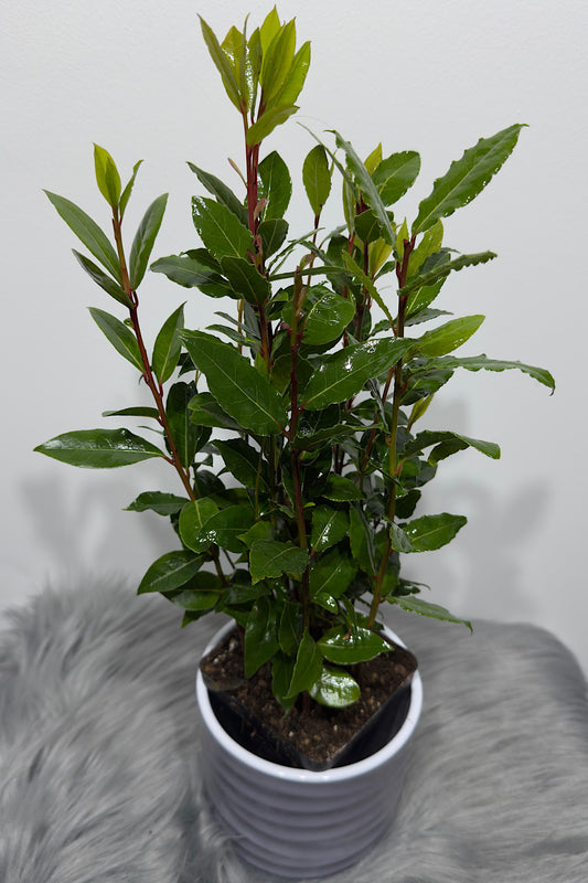 Laurus Nobilis