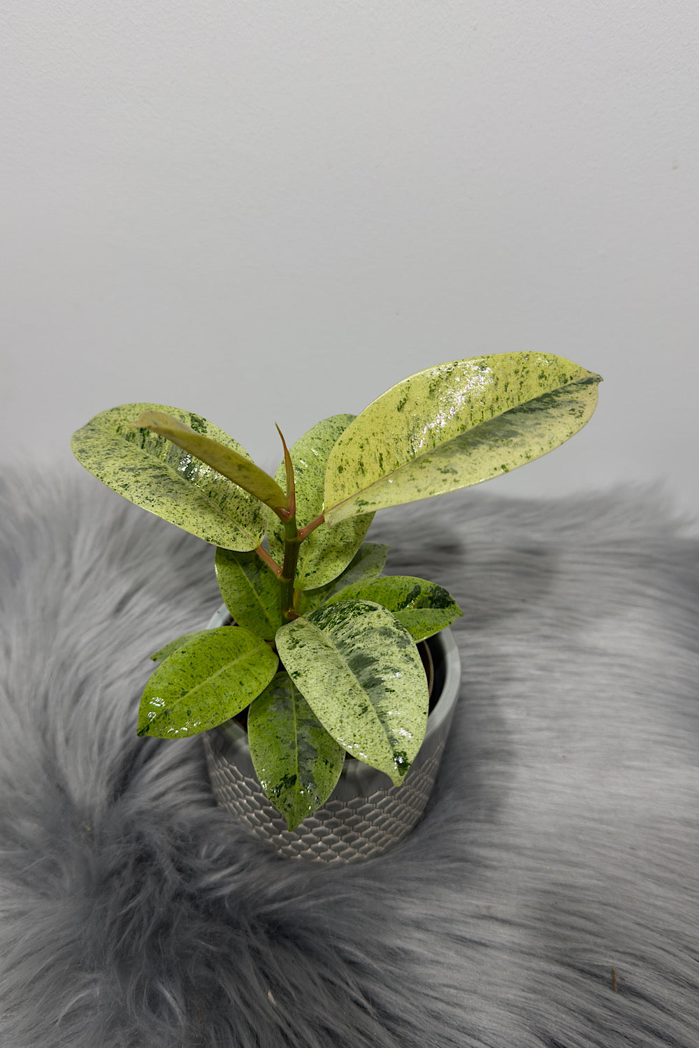 Ficus Schrijveriana
