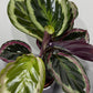 Calathea 4