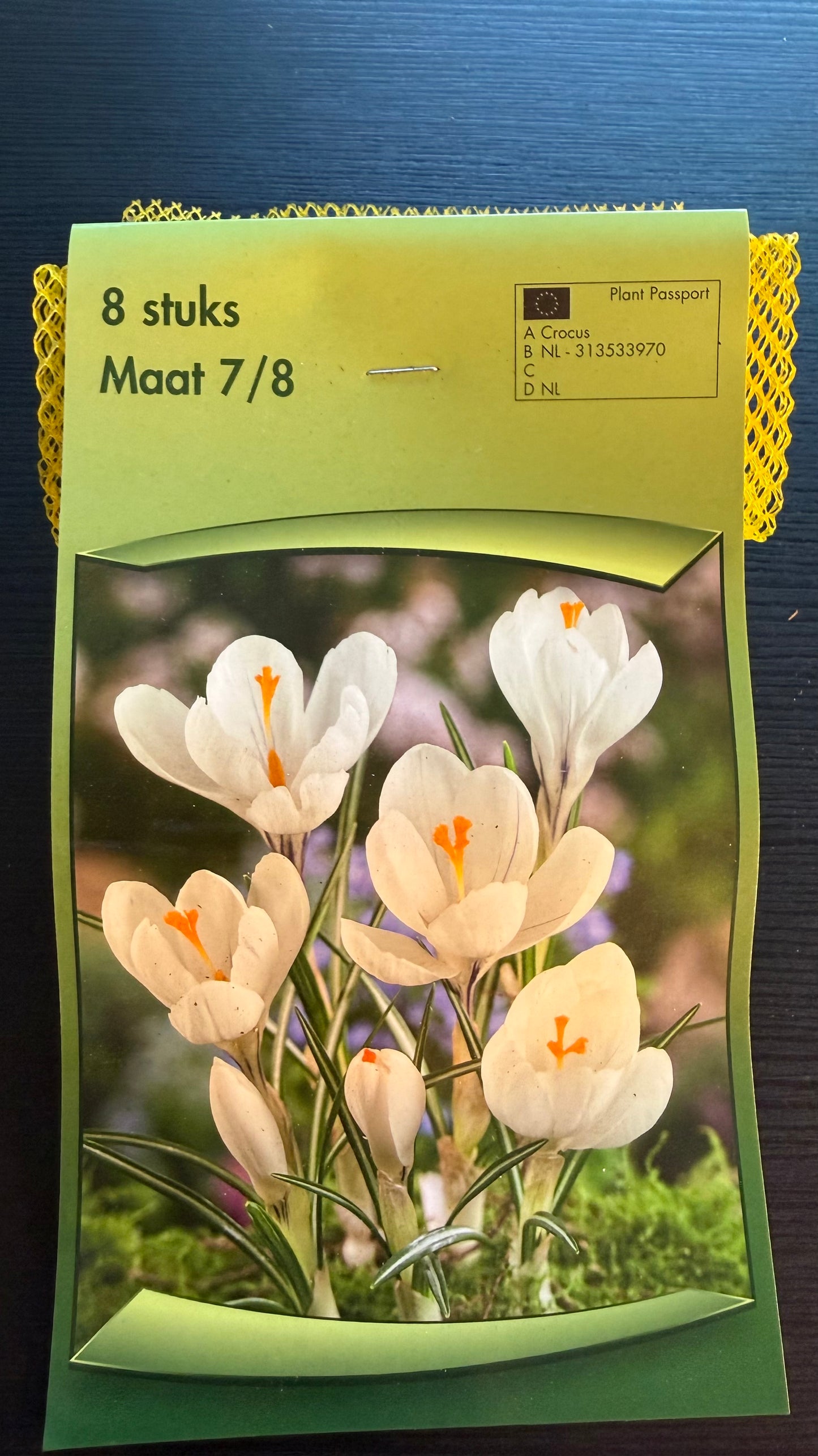 Crocus 2
