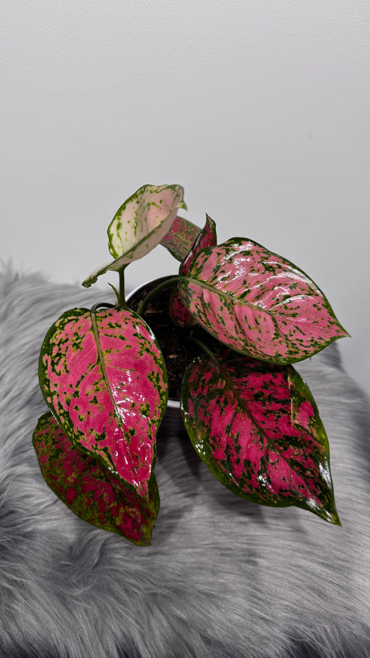 Aglaonema 16