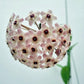 Hoya Silver Moon reverted