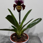 Orhideja Paphiopedilum Amerika 5
